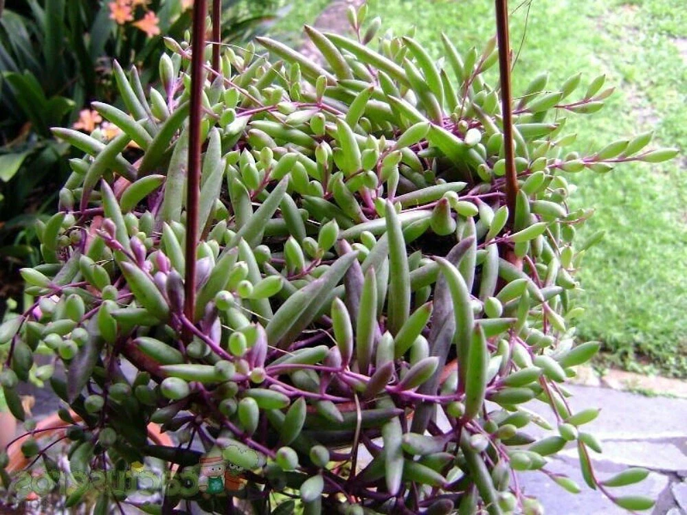 Ruby Necklace Succulent Cuttings - 4 Fresh Trailing Red-Stem Plants (Othonna capensis) for Easy Propagation