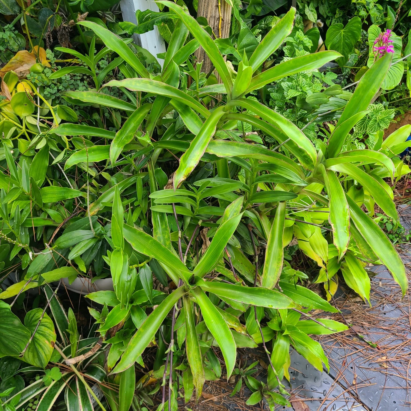 Callisia Fragrans Plants - Two Large Rooted Basket Plants - Green Foliage - Chain Plant Houseplant Starter