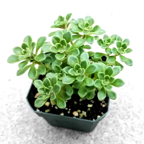 Live 2" Aeonium 'Irish Bouquet' Succulent, Compact Rosette Plant, Aeonium lindleyi var. viscatum for Pots and Rock Gardens