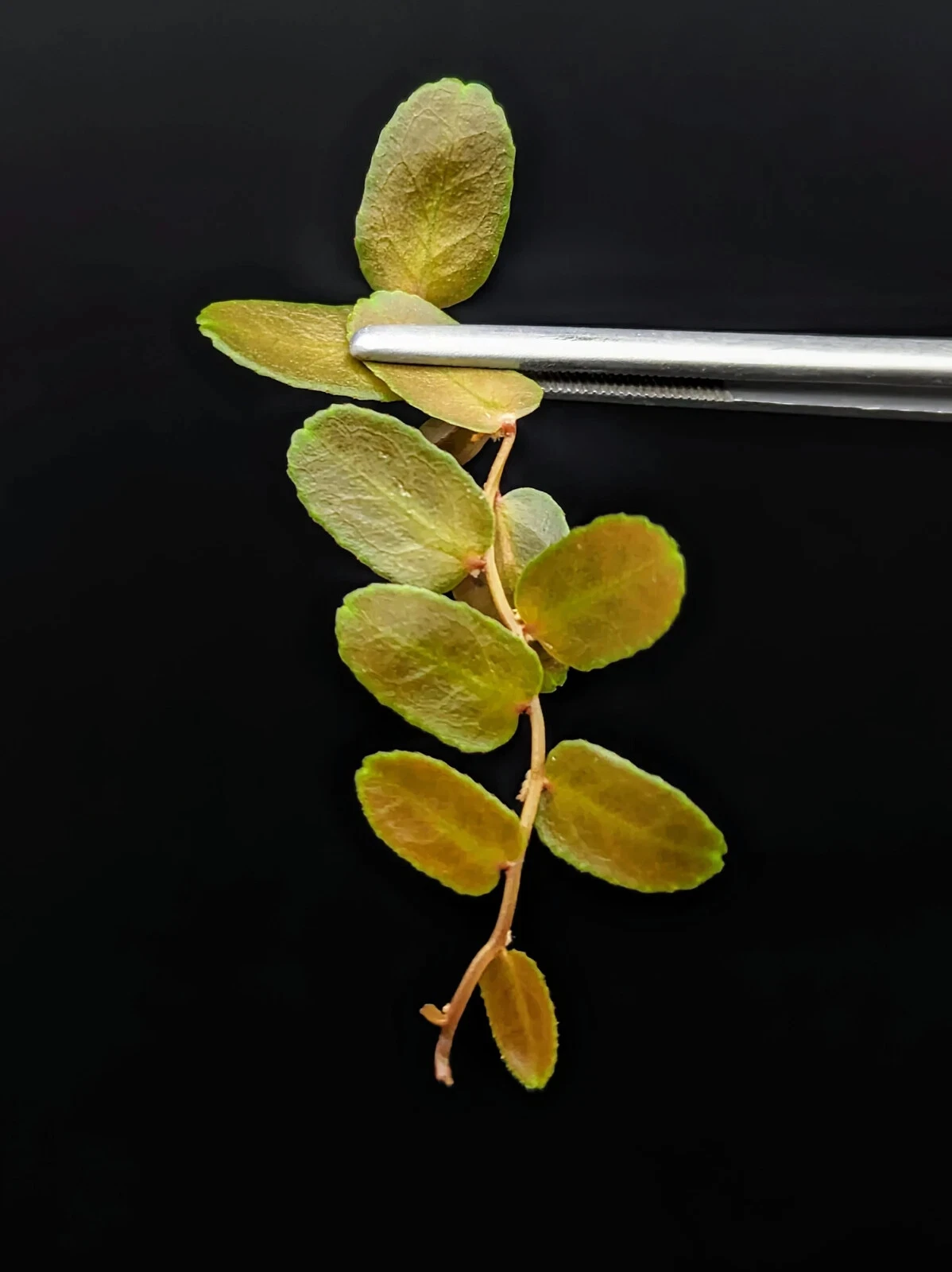 Marcgravia sp Brown Peru Cutting - 10 Leaf Unrooted Vine Starter - Tropical Terrarium Plant