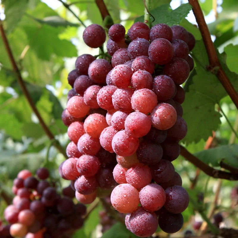 Red Flame Seedless Grape Vine Starter Plant - Live Vitis vinifera 'Red Flame' for Outdoor Planting, Climbing Fruit Vine