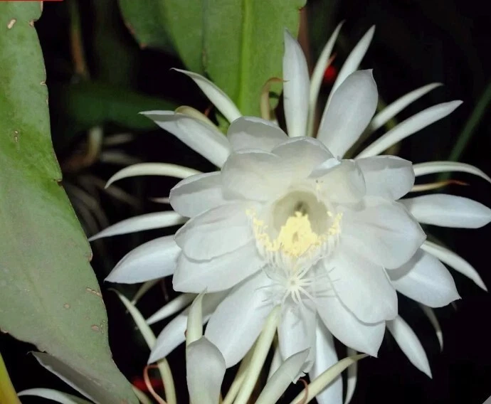 Epiphyllum Oxypetalum Cuttings - 4 Unrooted Pieces - 6 Inch Queen of the Night Orchid Cactus - Live Plant Material