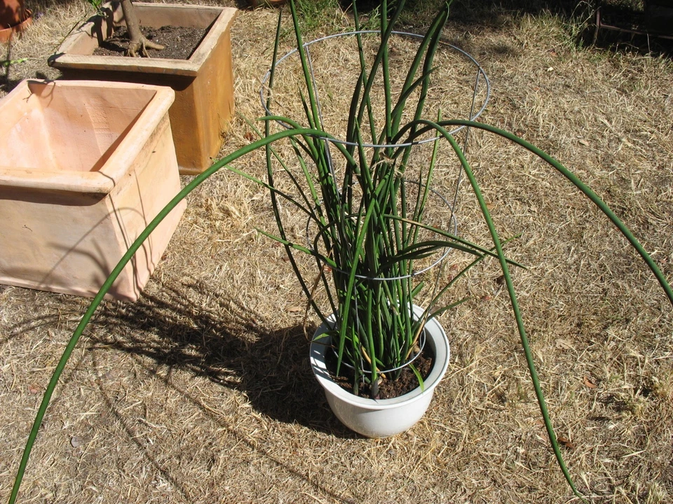 Sansevieria Lancia Cuttings - 3 Rooted Rare Snake Plant Cuttings for Propagation - Sansevieria Dracaena Hybrid