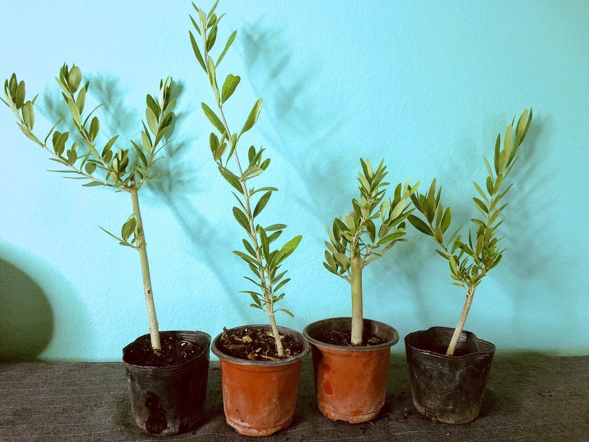 Olive Tree Live Plant 6-12in Fully Rooted Cutting - Olea Europaea - Mediterranean Evergreen for Potting or Garden