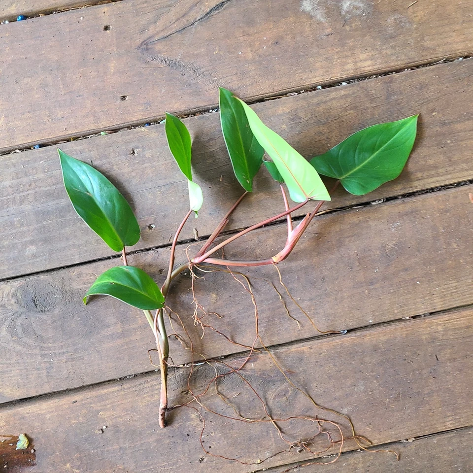 Philodendron Cutting 7–10 Inch Red Emerald Philodendron erubescens Fresh Stem for Rooting - Tropical Houseplant Aroid