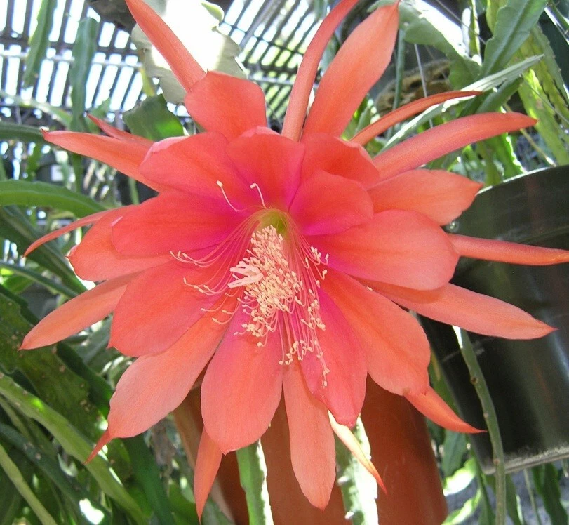 Epiphyllum Cutting - Unrooted Orchid Cactus 'Peggy Williams' - Trailing Epiphytic Cactus Starter - Green Stems