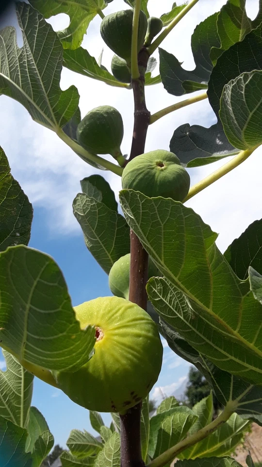 LSU Gold Giant Fig Cuttings - 3 Unrooted Ficus Carica Stems for Planting - Fruit Fig Variety, Ideal for Home Gardens