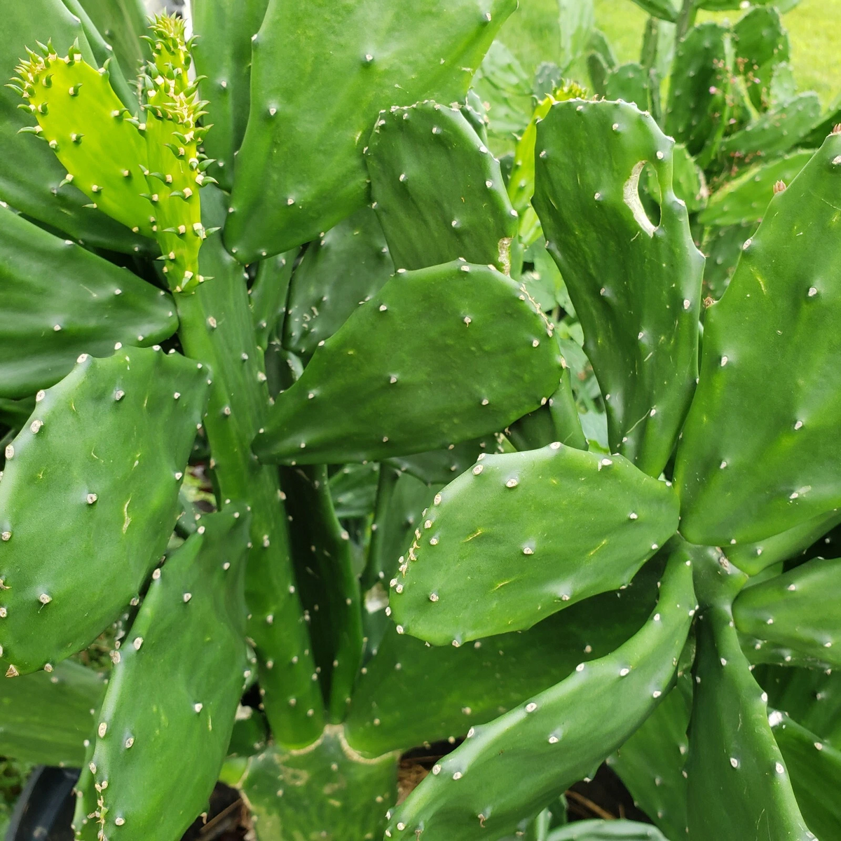 Prickly Pear Cactus Pads for Planting, 10 Unrooted Pads, Opuntia ficus-indica, 5–10 Inch Perennial Cactus, Green Foliage