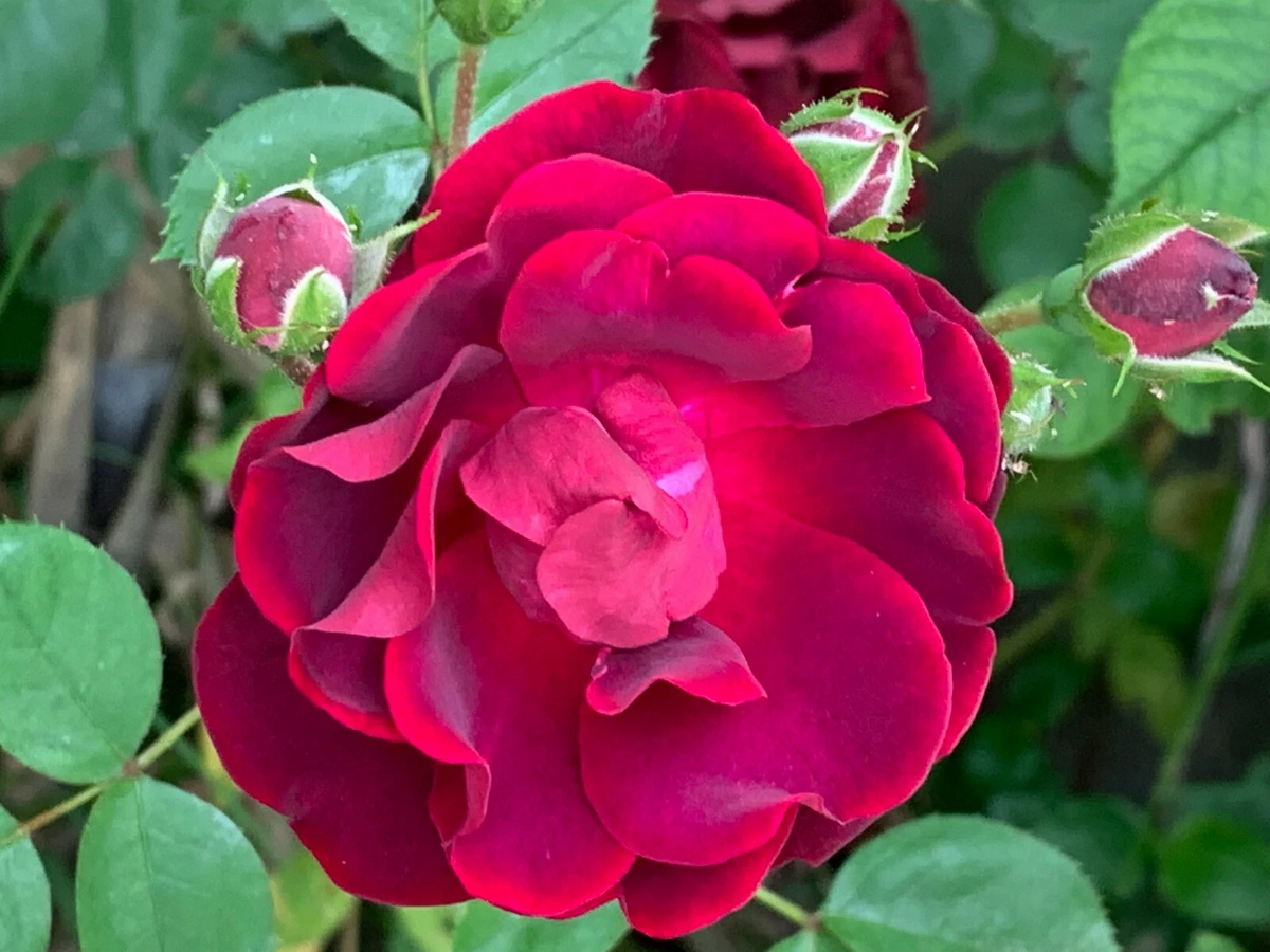 Red Rose Cuttings - 5 Fresh Stems for Rooting - Rosa spp. - Perfect for Propagation and Grafting Projects