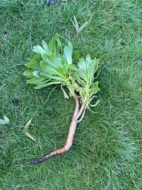 Tree Green Aeonium Cutting - 10 Inch Unrooted Stem - Aeonium arboreum - Succulent for Indoor/Outdoor Planting