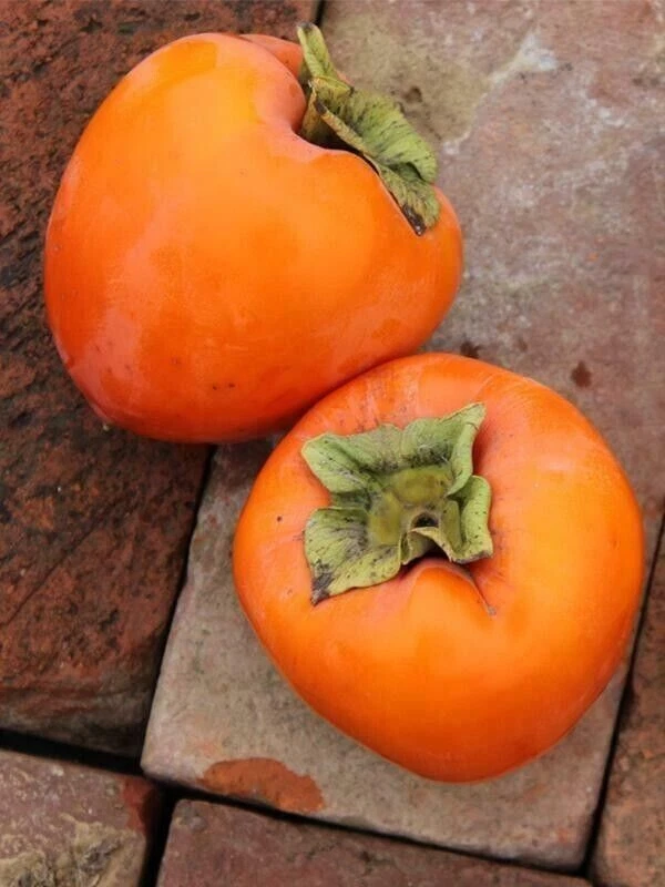 Hachiya Persimmon Tree Cuttings – 4 Unrooted Stems 6–8 Inch – Diospyros Kaki – Ideal for Rooting or Grafting