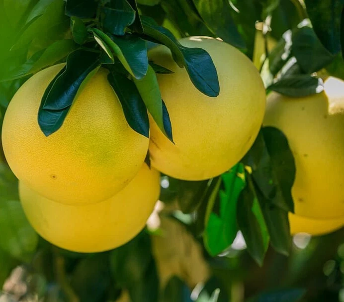 Red Fleshed Pomelo Scion Cuttings – 3 Citrus maxima Tree Sticks 6–8 Inches for Rooting or Grafting, Fresh Citrus Cuttings