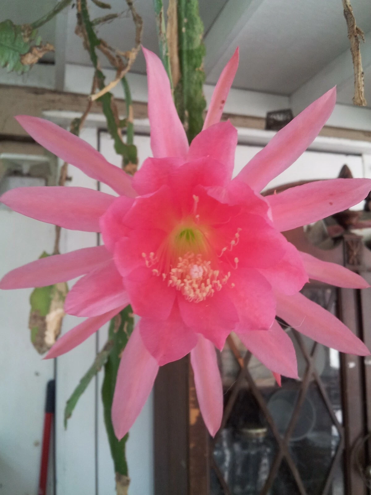 Padre Pink Epiphyllum Orchid Cactus Cutting - 6–8 Inch Unrooted Stem for Planting - Epiphyllum spp.
