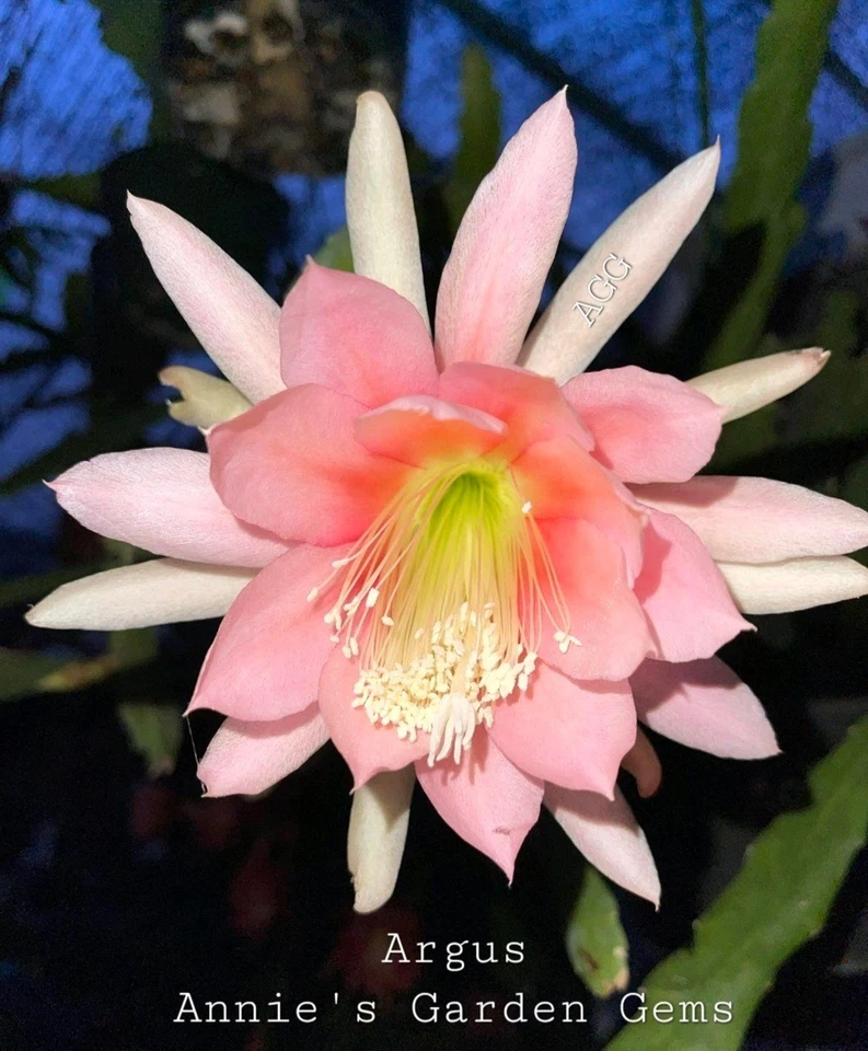 Epiphyllum ‘Argus’ Unrooted Cuttings - 8–10 Inch Live Orchid Cactus Starter Cuttings - Propagation Ready
