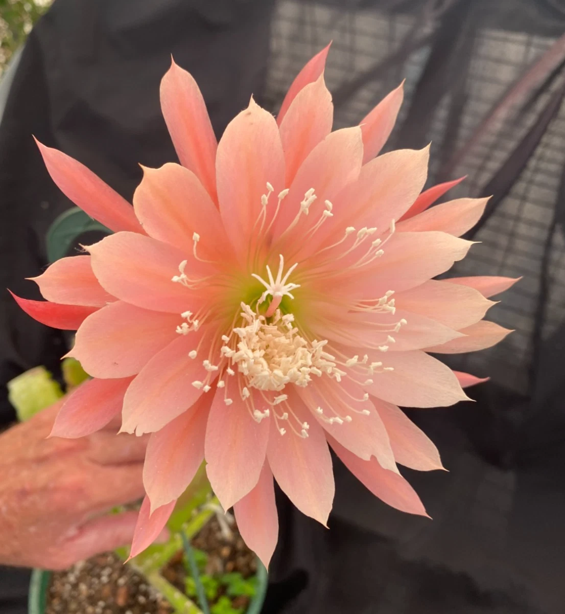 Epiphyllum Orange Fiesta Set of 2 Rooted Plants in 3" Pots | Colorful Orchid Cactus with Bright Orange Blooms | Epiphyllum Hybrid
