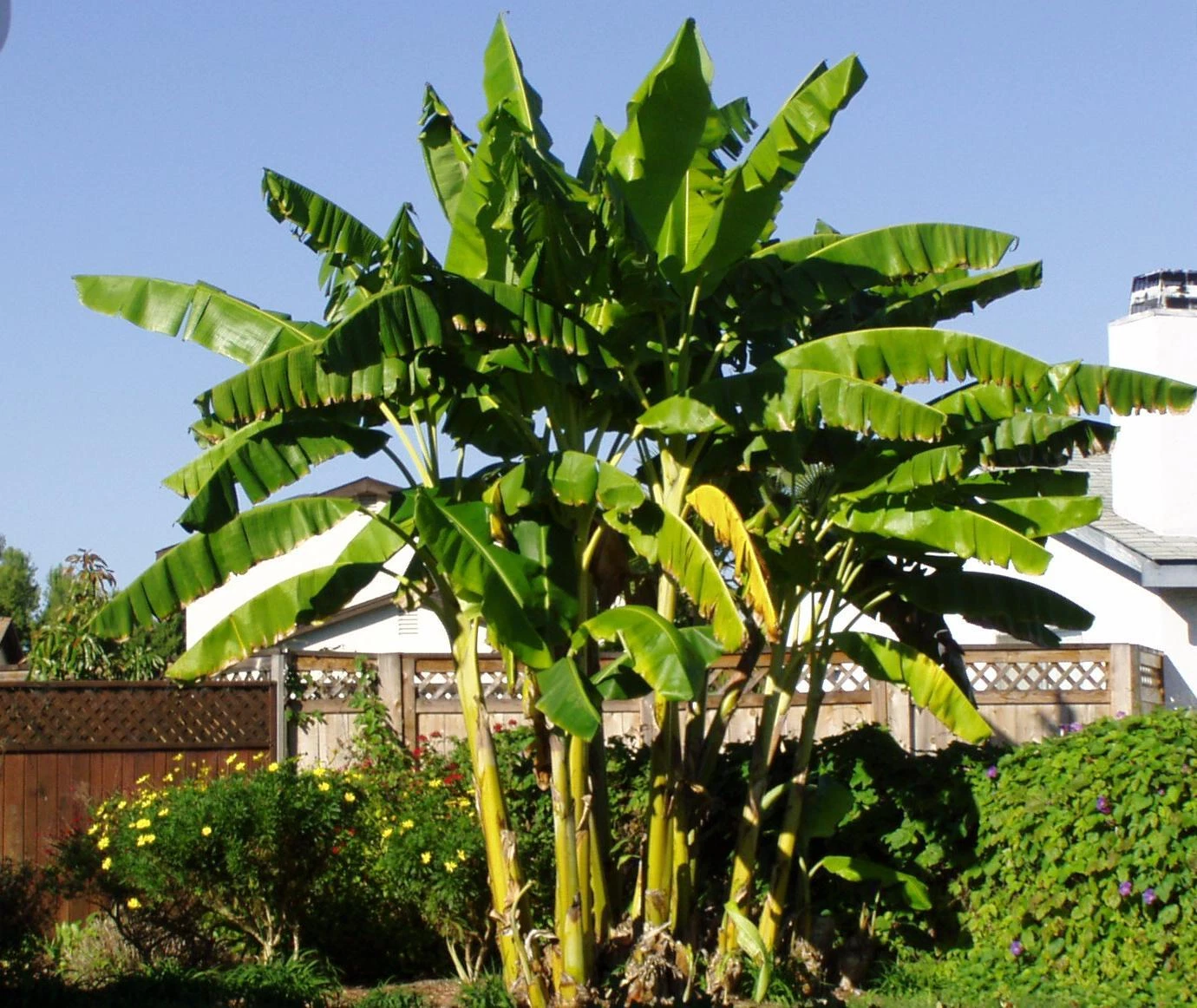 Musa Basjoo Banana Plant - Small Rooted Hardy Banana Starter Plant - Cold Tolerant Tropical Perennial for Outdoor Growing