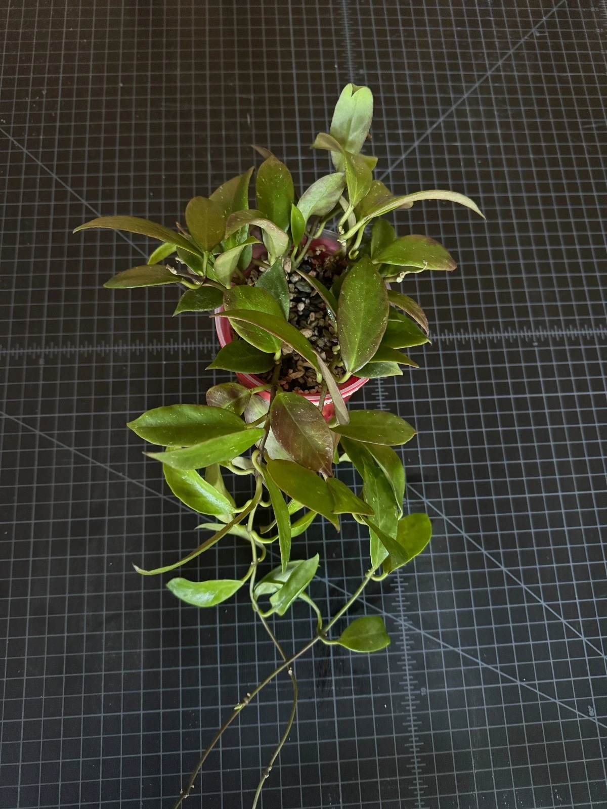 Hoya Sunrise 1 Node Cutting, Rare Hybrid Hoya Lacunosa × Obscura, Red Veining, Tropical Houseplant Starter for Collectors