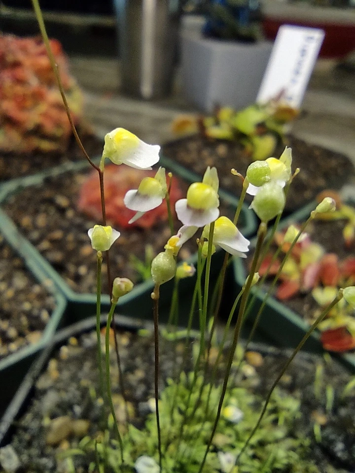 1" Potted Plug Utricularia bisquamata 'White Form' - Carnivorous Bladderwort for Terrariums & Mini Displays