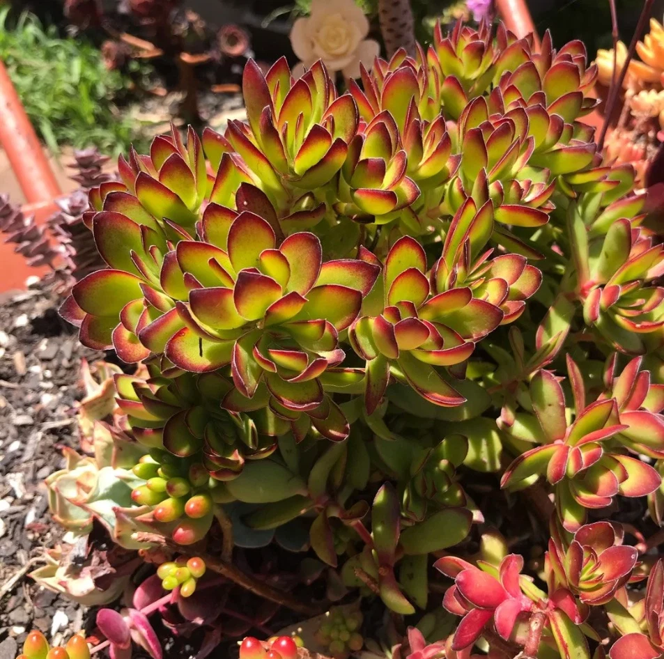 Live Succulent Plant 2" Pot Crassula Rubricaulis ‘Butterfly Bush’ Red-Edged Leaves Easy Care Indoor Outdoor Garden Accent