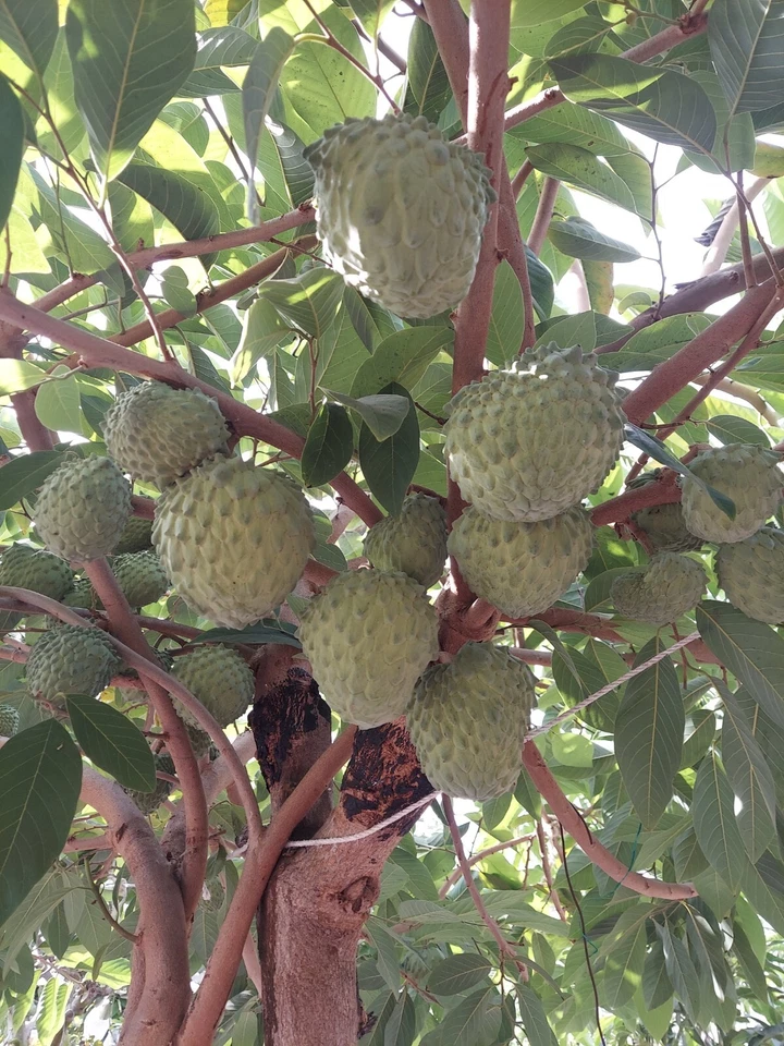 Cherimoya Cuttings - 10 Organic Annona cherimola - 8 Inch Live Fruit Tree Cuttings for Planting and Propagation