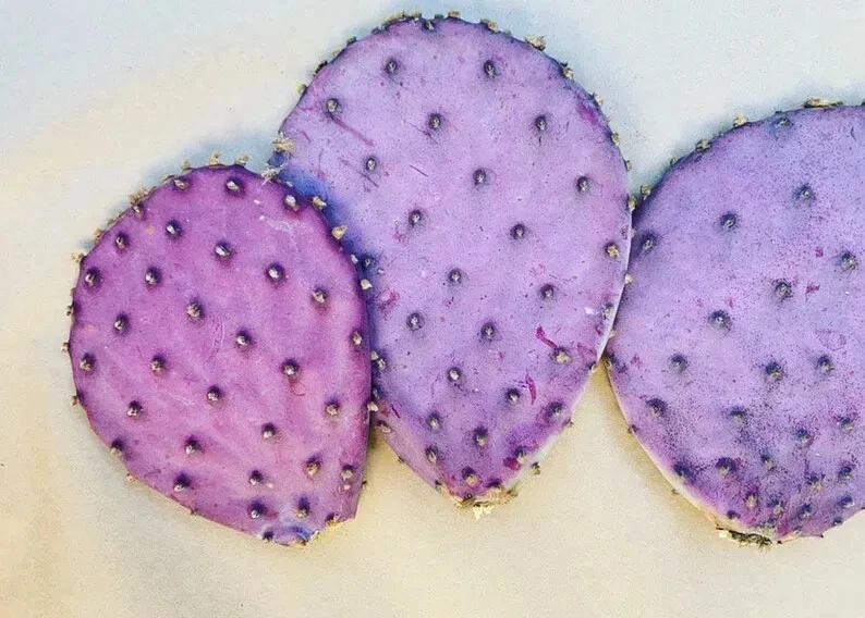Purple Prickly Pear Cactus Pad - 1 Live Cutting - Opuntia Durazilla - Drought Tolerant Starter for Desert Gardens & Xeriscaping