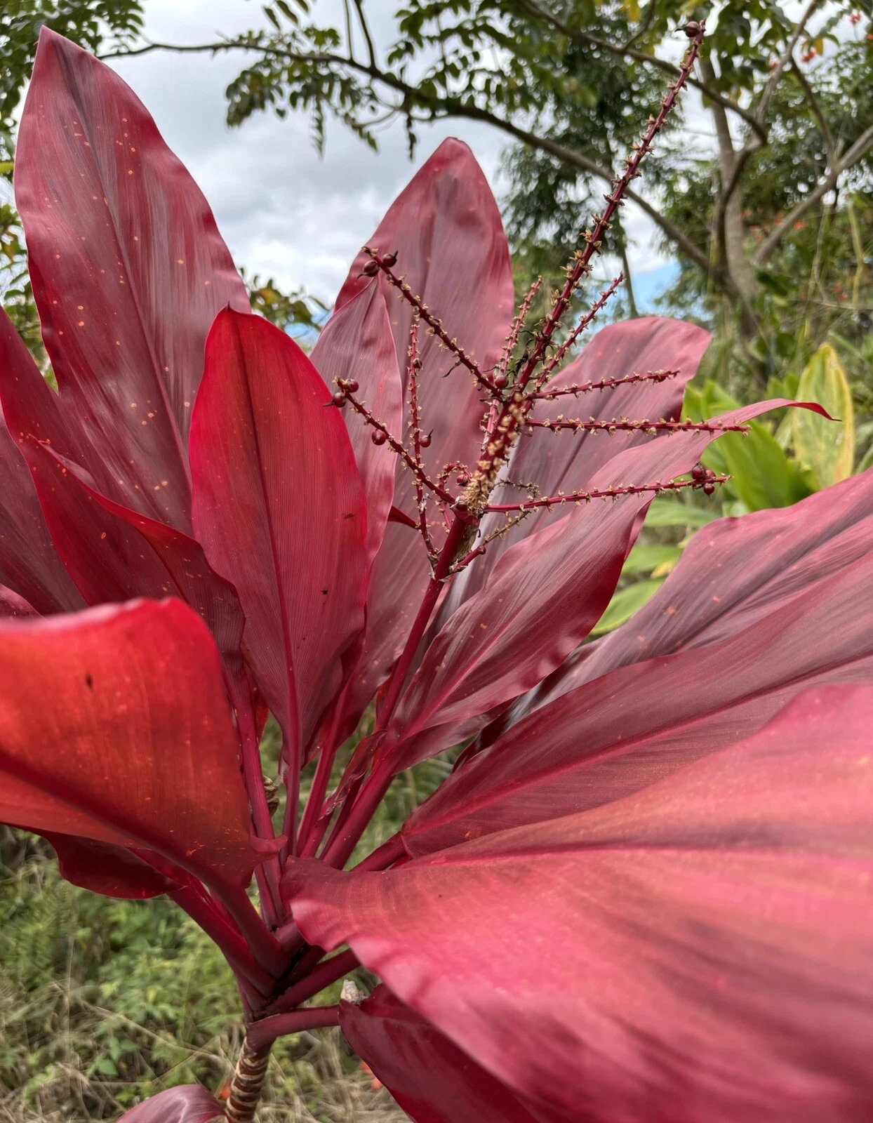 Hawaiian Lilinoe Red Ti Plant Cuttings – 6 Inch Starter Logs, Cordyline fruticosa, Tropical Red Foliage for Planting