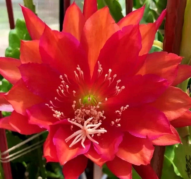 German Empress Epiphyllum Cutting - 6+ Inch Rare Red Orchid Cactus Stem for Rooting - Epiphyllum Hybrid