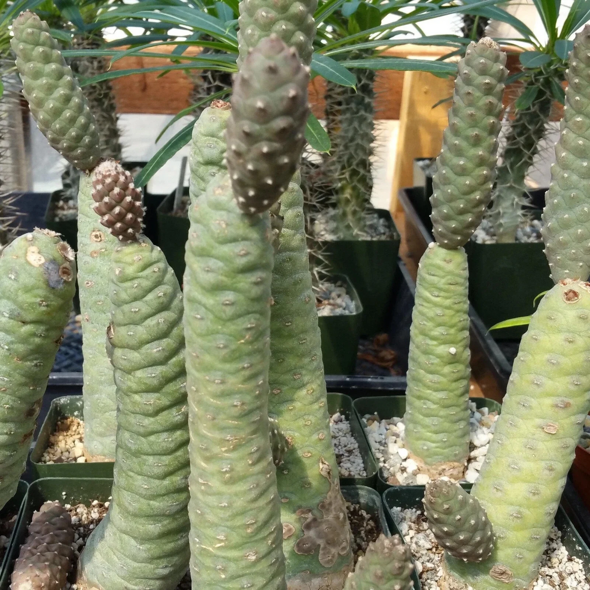 3 Tephrocactus Articulatus Cuttings - Pinecone Cactus Segments - Live Succulent Starts Ready to Root - Unique Cactus Variety