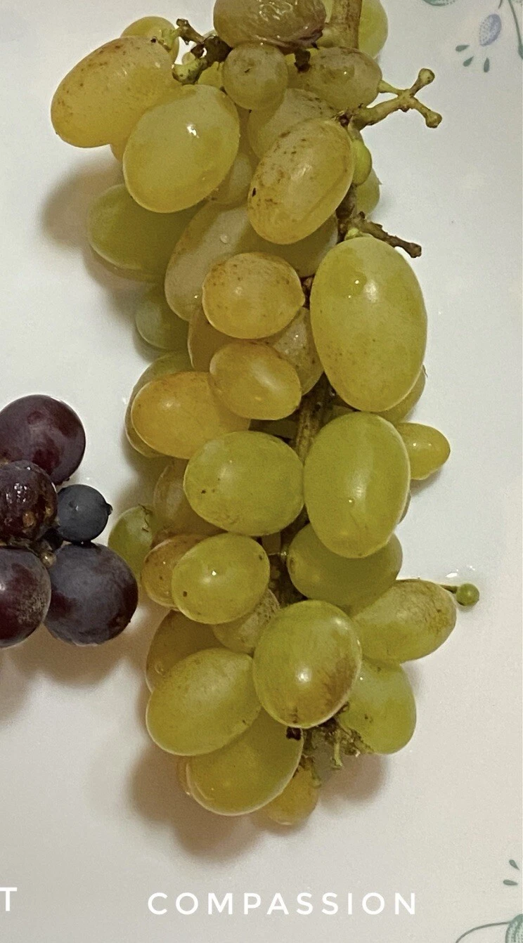 Compassion Grape Cuttings - 4 Healthy Unrooted Stems with 2-3 Nodes for Grafting - Vitis (Cultivar 'Compassion')
