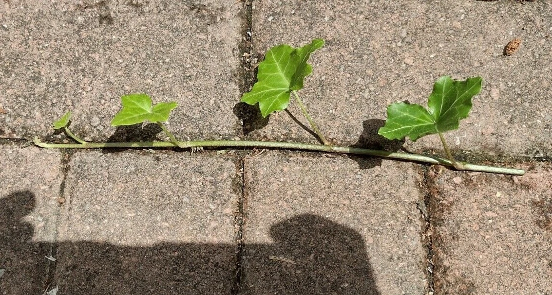 English Ivy Cuttings - 10 Live 6" Hedera helix Vines, Fast-Growing Trailing Plant for Indoor Pots, Baskets, and Groundcover