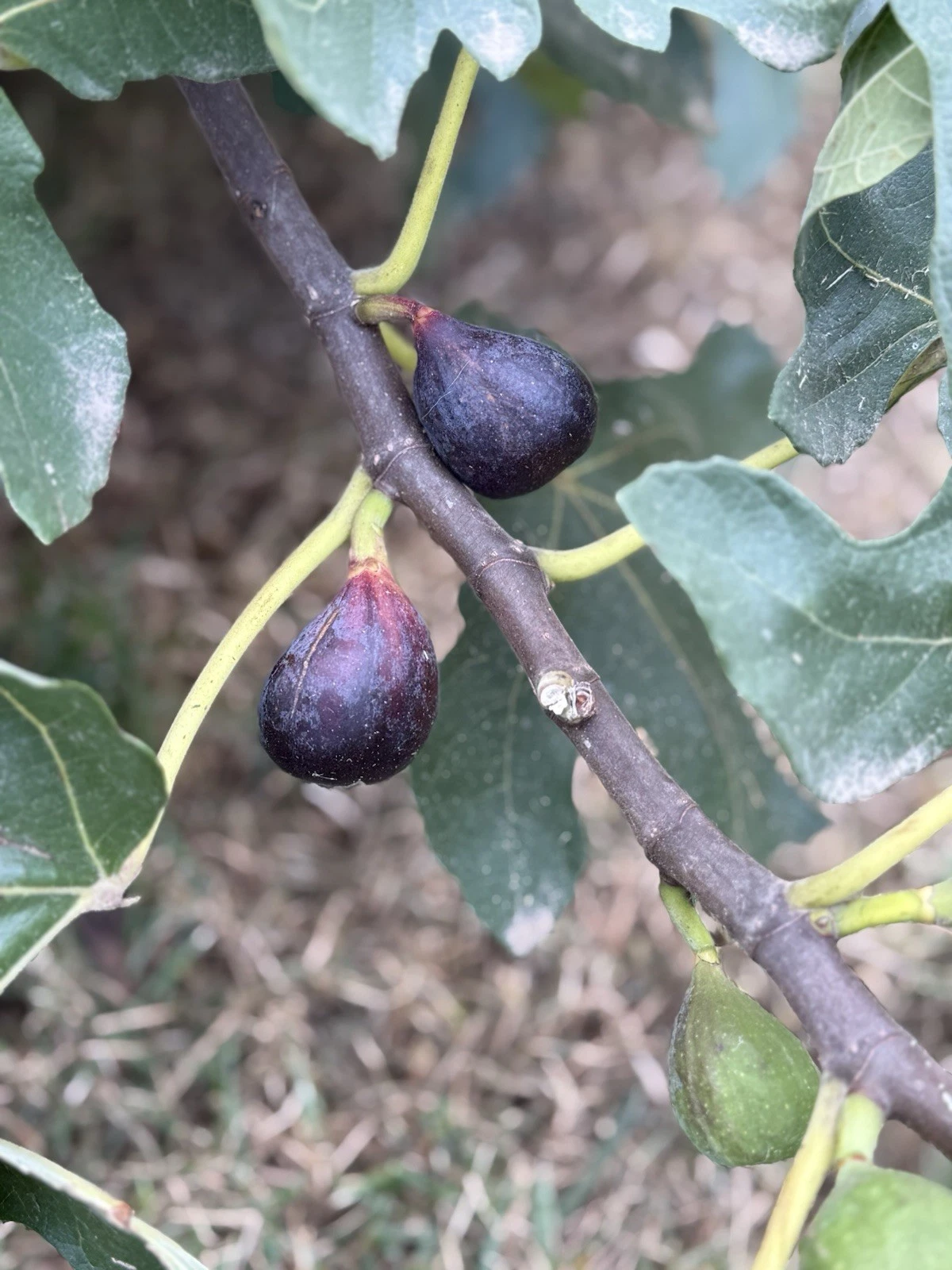 LSU Purple Fig Cutting - 6–10" Hardwood Cutting, Ficus carica, Productive Fruit Variety for Home Gardens, Easy Propagation