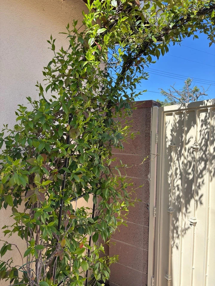 White Star Jasmine Cuttings – 6 Rootable Live Plant Starts, Trachelospermum jasminoides, Evergreen Climbing Vine for Gardens