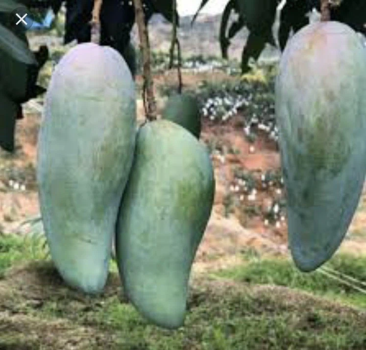 Mango Scions for Grafting - 5 Xoai Tuong Cuttings, Elephant Mango - Mangifera indica - Fresh Grafting Cuttings for Growers