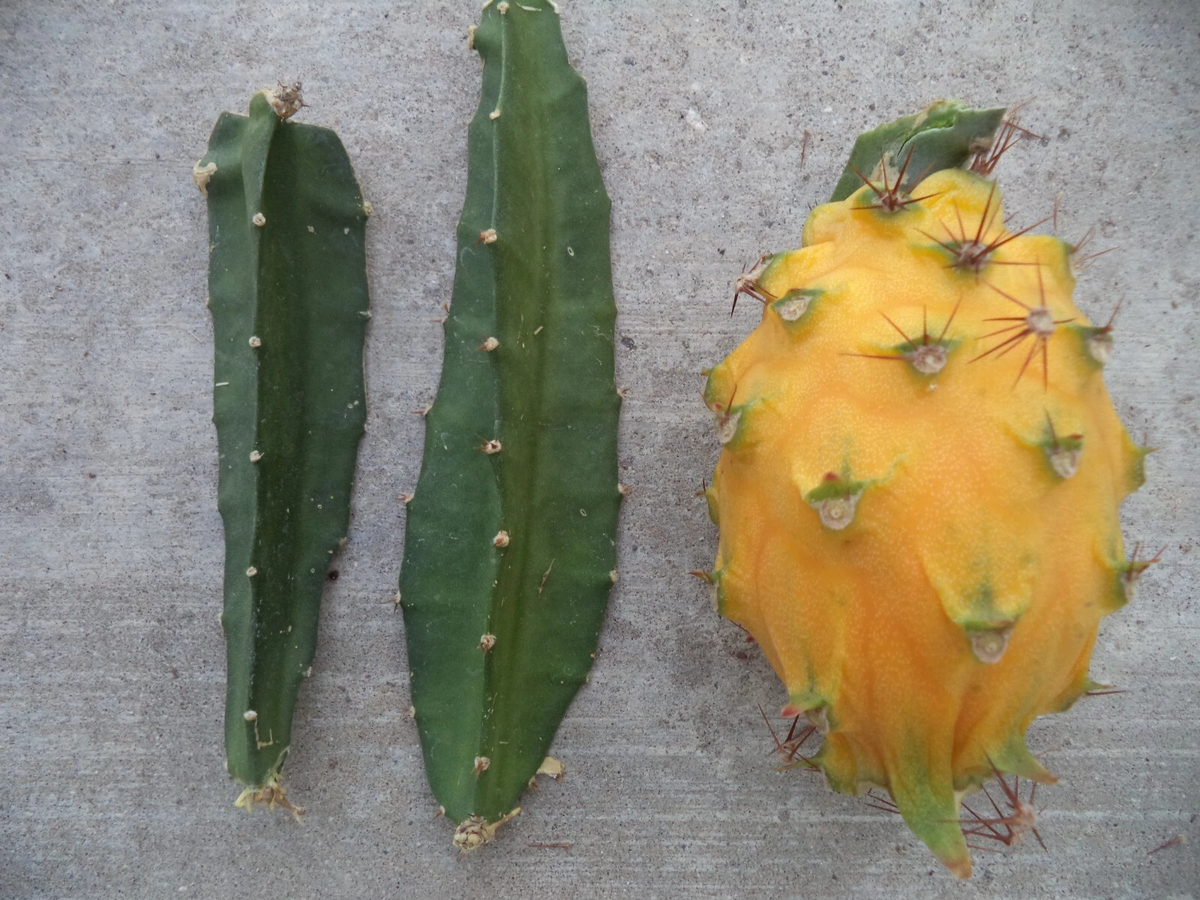 Yellow Dragon Fruit Cutting – 3–4" Palora Variety – Selenicereus megalanthus – Fresh Live Cutting for Growing Pitaya Plant