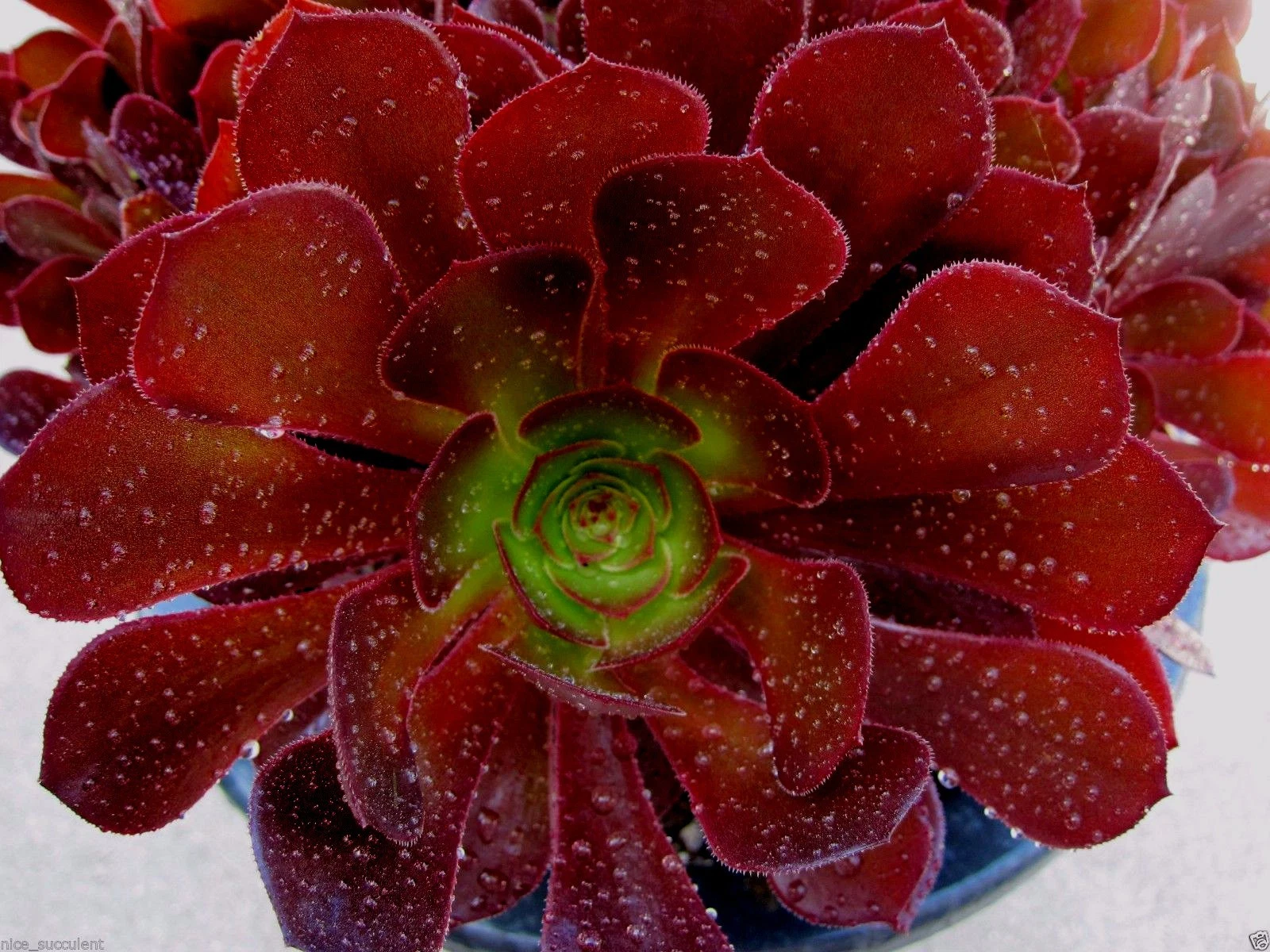 Aeonium KOKINO Hybrid Cuttings - 2 Fresh Unrooted Succulent Cuttings - Rare Live Aeonium Variety for Planting - Aeonium