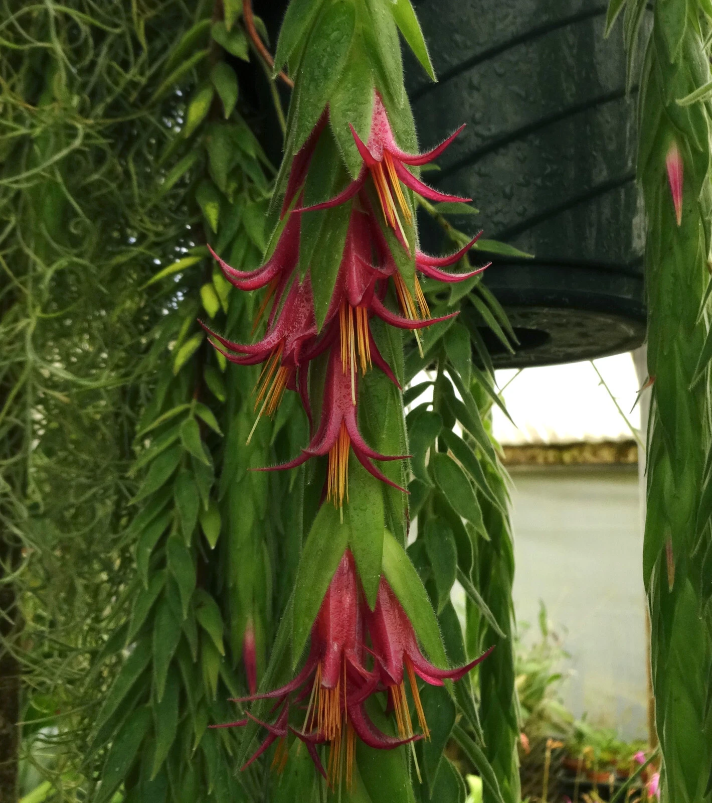 Ceratostema rauhii Live Plant | Trailing Neotropical Ornamental Vine | Ideal for Hanging Baskets | Decorative Container Plant