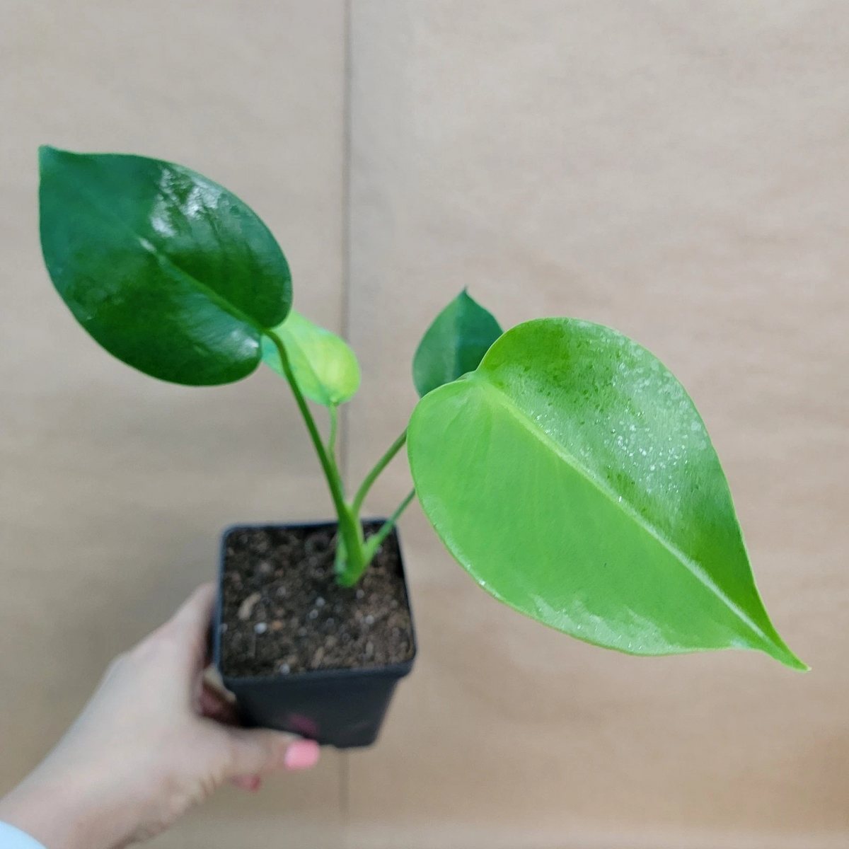 Monstera Deliciosa Swiss Cheese Plant - 4 Inch Live Tropical Houseplant - Iconic Green Foliage - Easy Care Indoor Plant