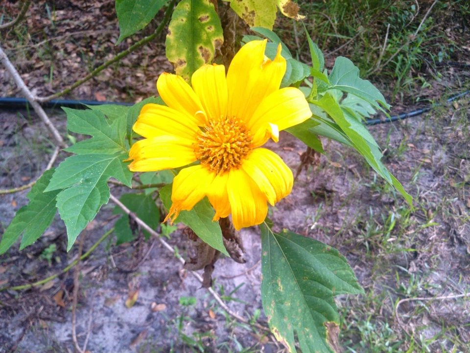 5 Tithonia diversifolia Cuttings | Mexican Tree Sunflower | Fast-Growing Hardy Shrub for Pollinator Gardens and Landscaping