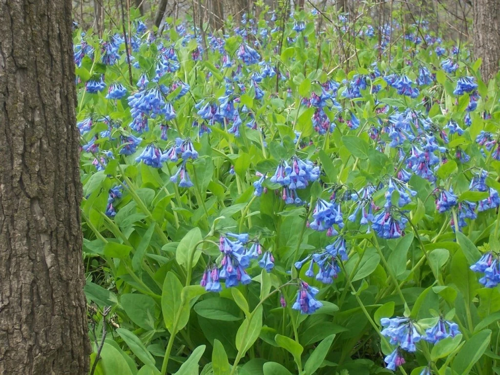 Virginia Bluebells Perennial Plants - 3 Live Mertensia Virginica, Shade-Loving Woodland Flowers for Garden Planting