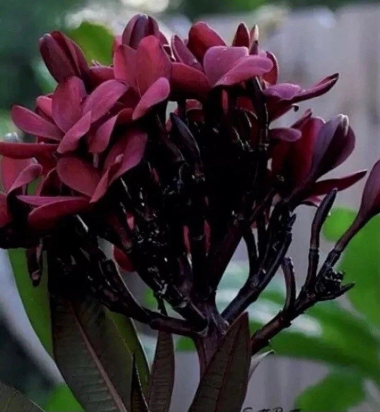 Plumeria Cuttings - 6 Live Scott Pratt Cuttings 12 Inch - Plumeria Rubra - Red Flowers for Propagation