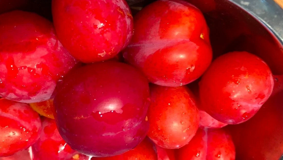 4 Japanese Red Plum Tree Cuttings - 6-8 Inch Unrooted Stems for Propagation - Edible Fruit Variety, Prunus salicina