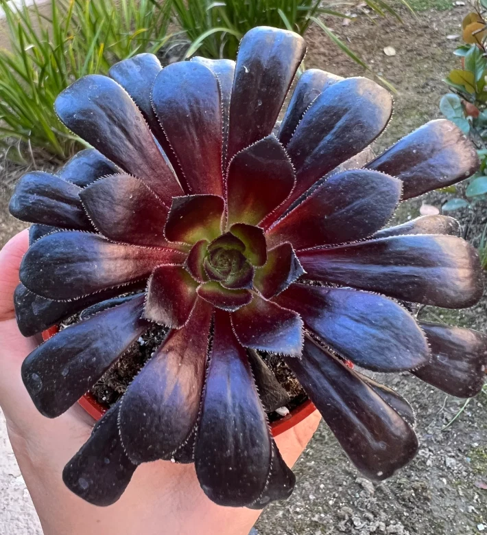 Aeonium 'Black Rose' Live Succulent Plant - 2 Inch Potted Dark Burgundy Foliage - Aeonium arboreum 'Zwartkop'