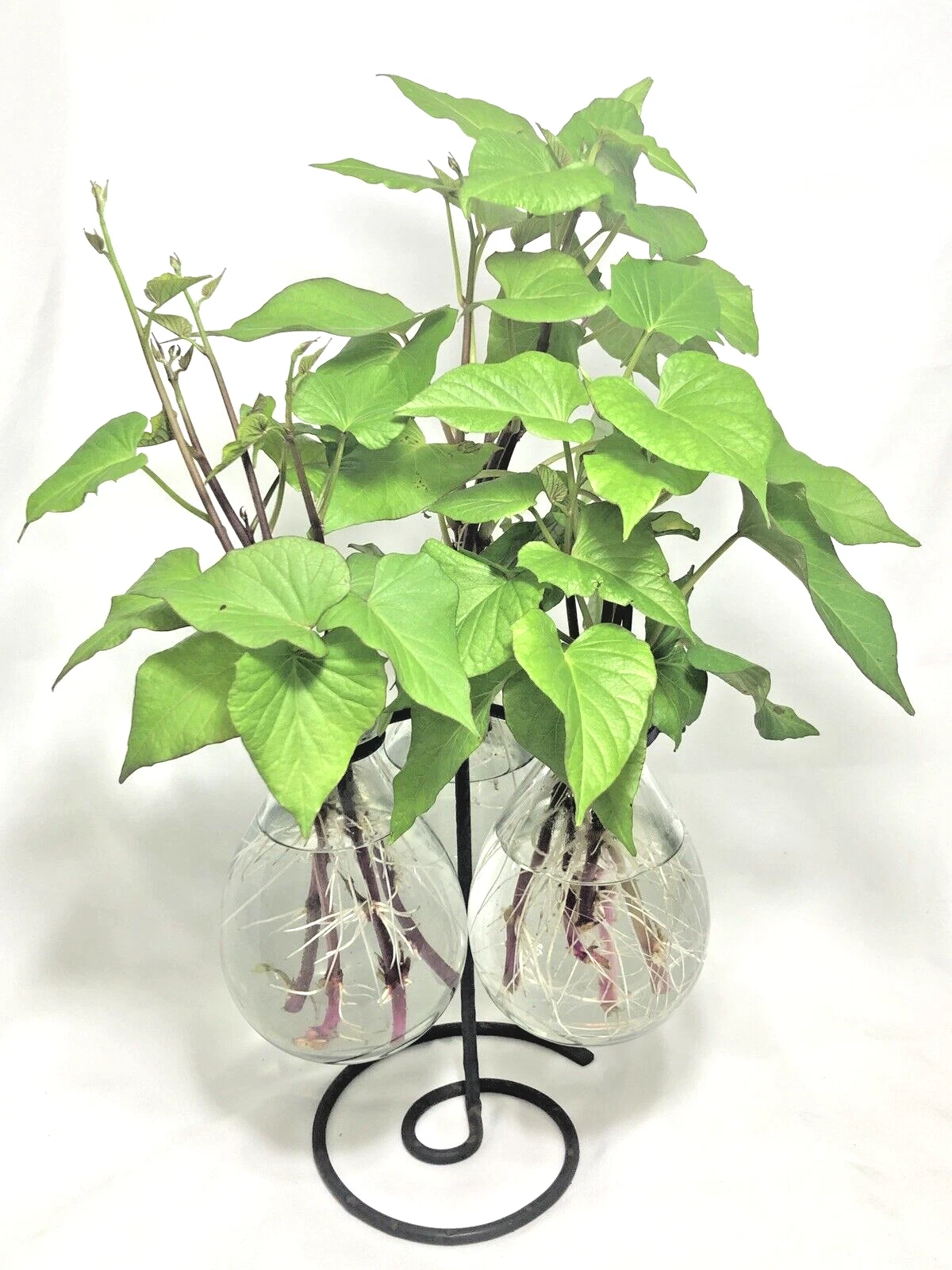 Stokes Purple Sweet Potato Slips - 10 Rooted Cuttings for Planting - Ipomoea batatas - Garden Vegetable Plants