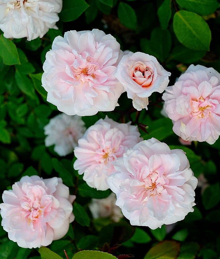 Cecile Brunner Rose Cuttings 8pcs | Antique Pink Rose | Rosa 'Cécile Brünner' | Premium Live Cuttings for Rooting