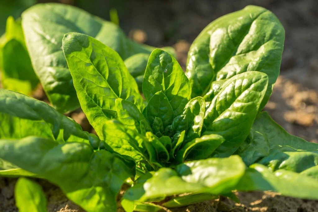 Noble Giant Spinach Seeds, 200 Heirloom Vegetable Seeds, Spinacia oleracea, Dark Green Leafy Greens for Home Gardens