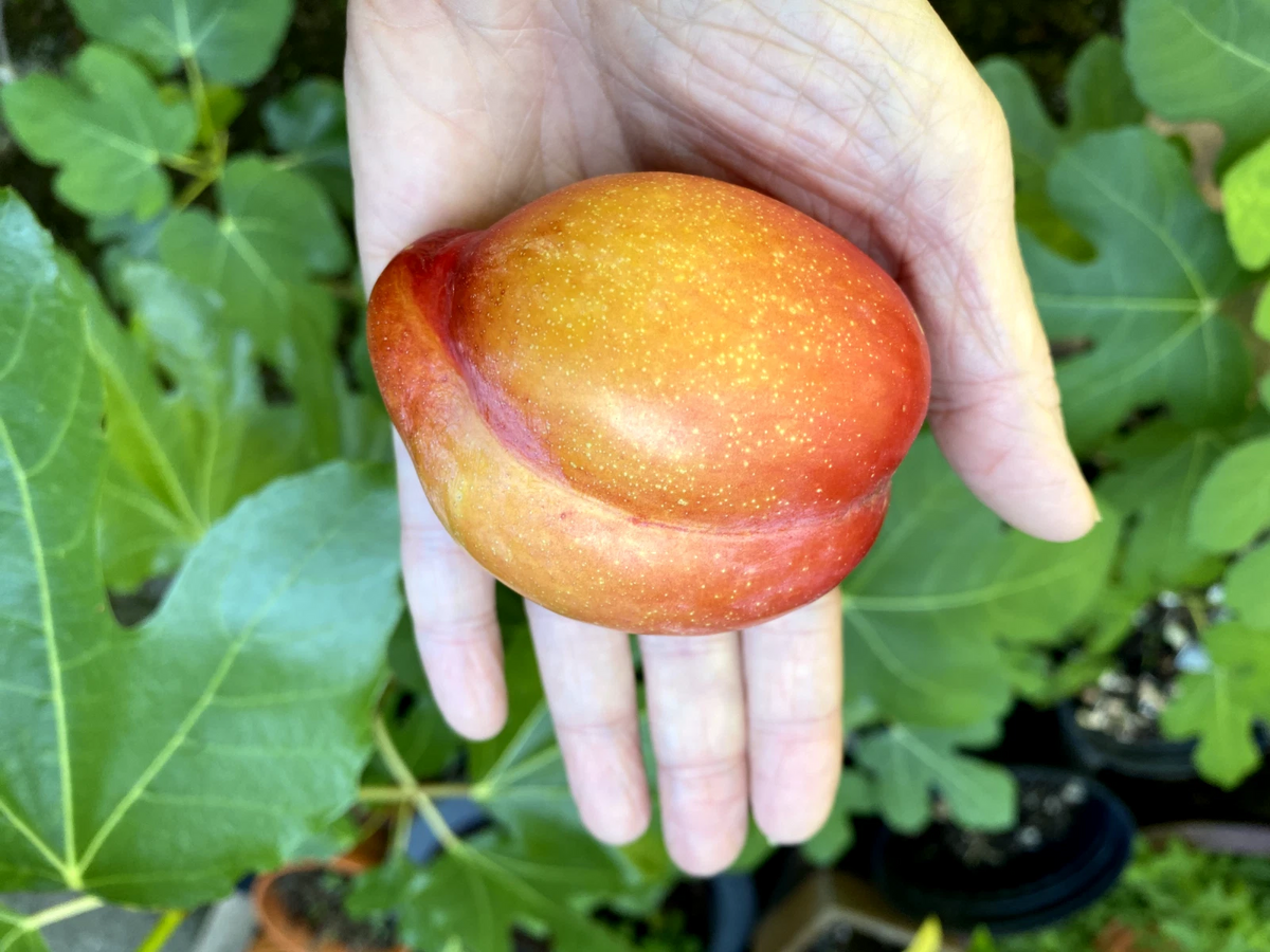 European Plum Cuttings - 2 Fresh Hardwood Cuttings - Prunus domestica for Grafting & Edible Landscaping