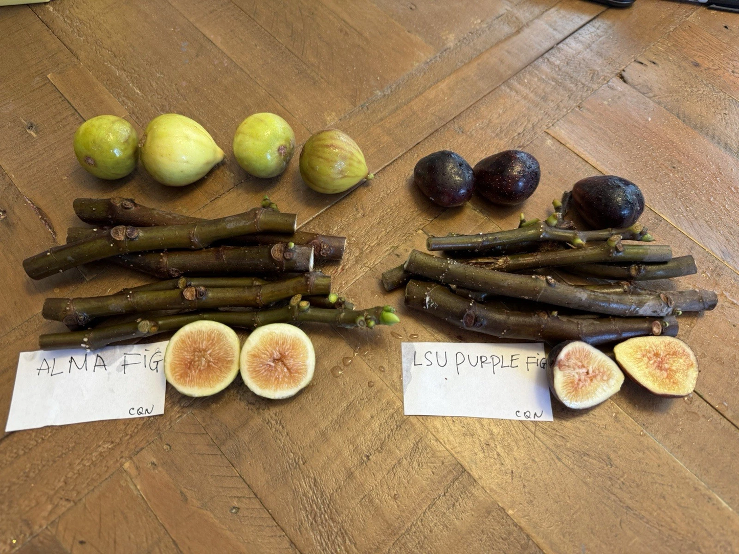 Fig Tree Cuttings - 6 Fresh Ficus Carica Cuttings - 3 LSU Purple & 3 Alma Varieties for Planting and Propagation
