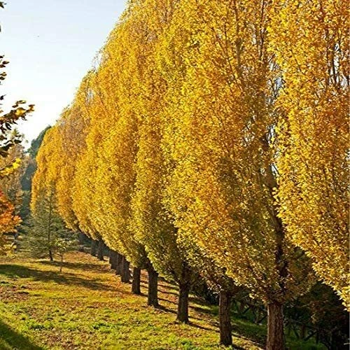 Lombardy Poplar Cuttings – 5 Live Unrooted Pieces – Populus nigra Italica – Ideal for Propagation in Containers