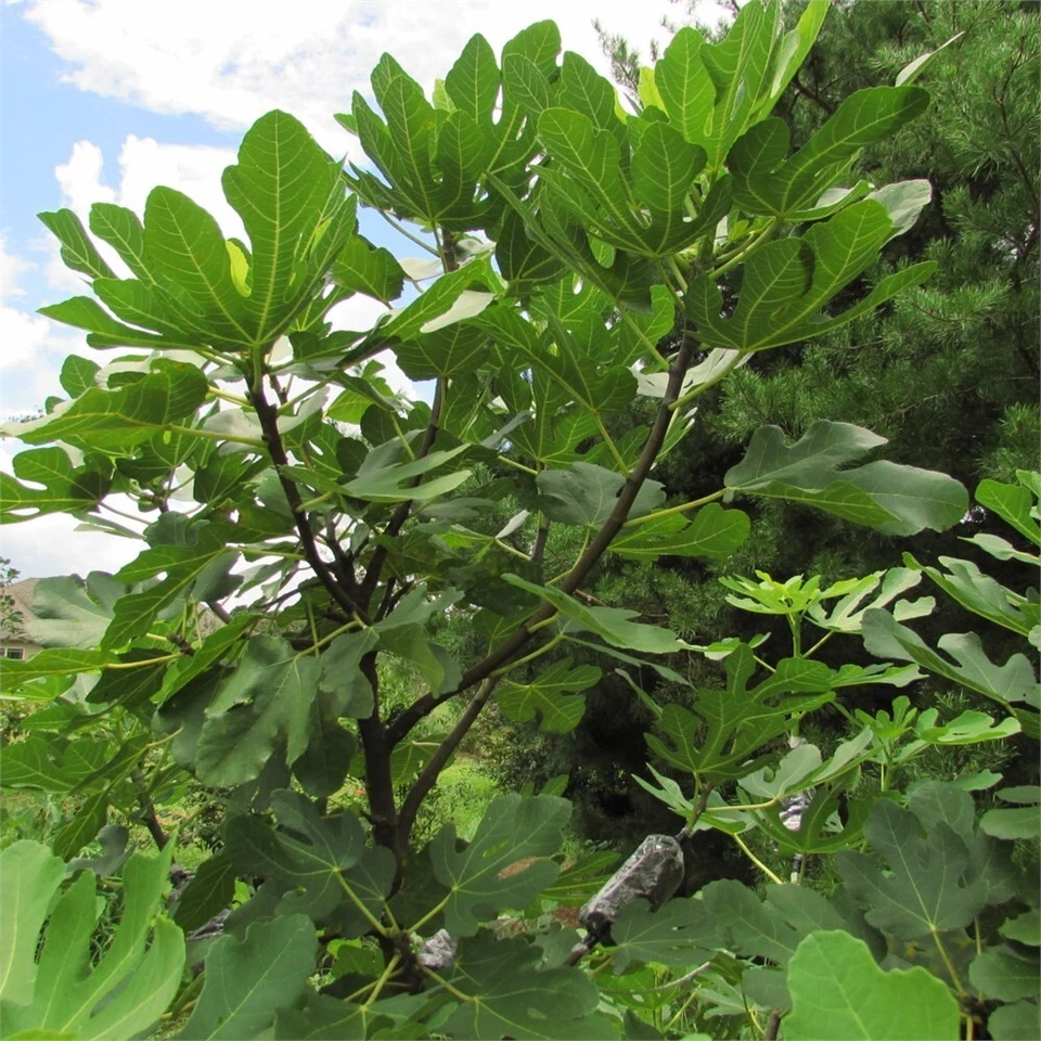Smith Fig Cutting – 1 Live Ficus carica ‘Smith’ Fruit Tree Cutting for Container or Garden Planting, Ideal for Propagation