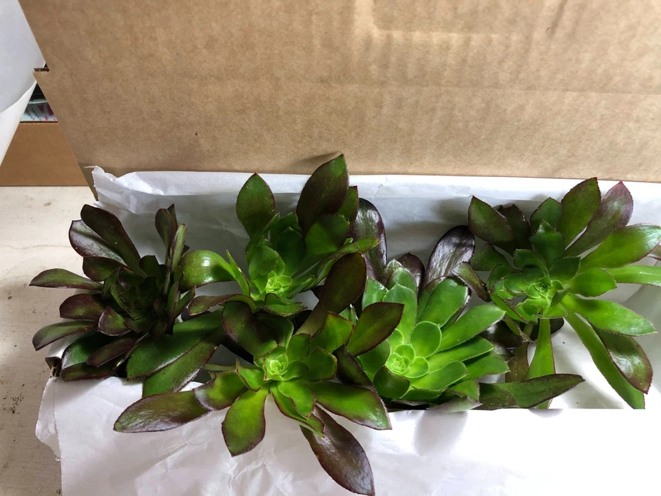 Aeonium Merlot Succulent Cuttings – 5 Unrooted Purple Rosettes with Green Center – Aeonium 'Merlot' for Planting and Propagation